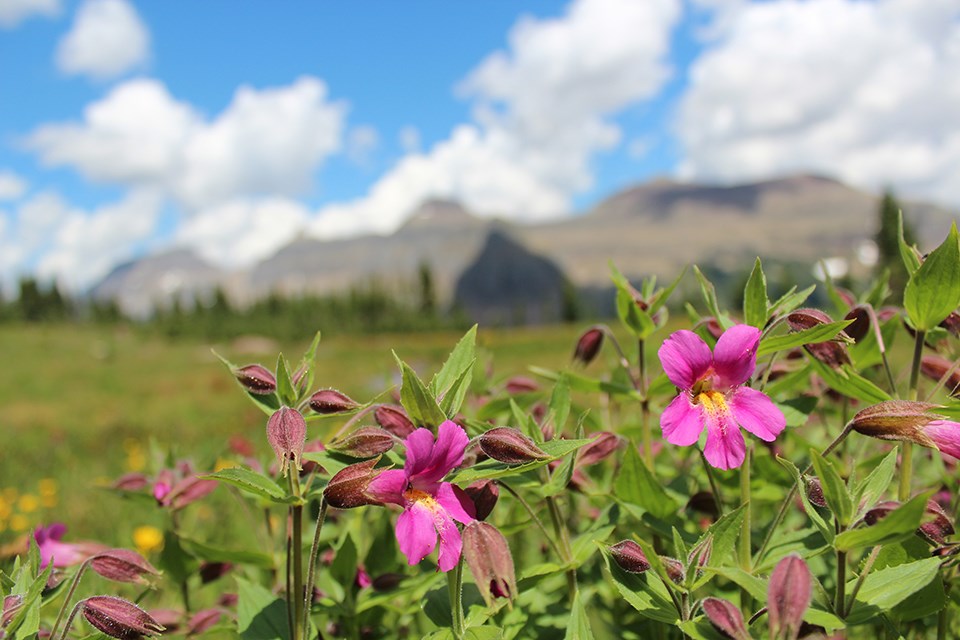 close-up of pink, five-petaled flower with green leaves on stalks below and mountains out of focus in the background