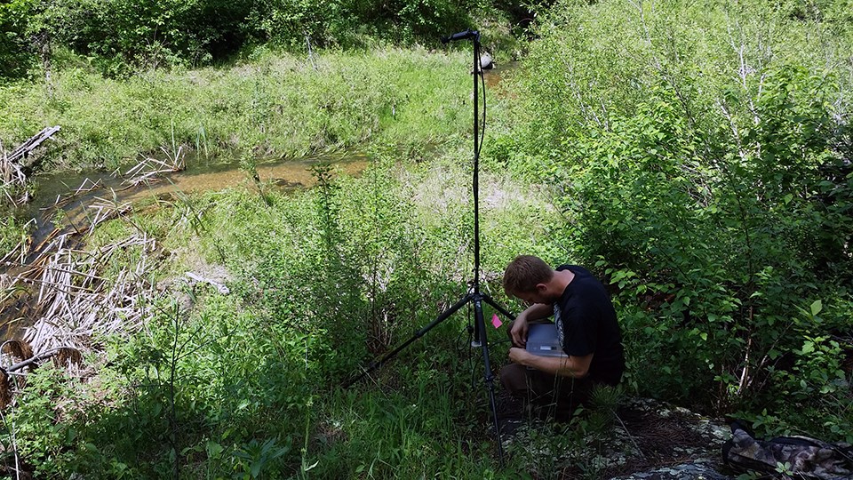 Researcher setting up an acoustic recording station by a marsh