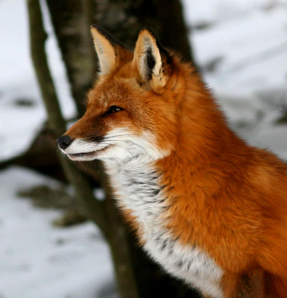 Red fox fur throw from European Red Fox