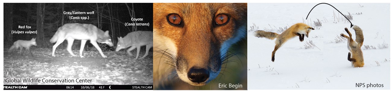 Species Spotlight Red Fox (U.S. National Park