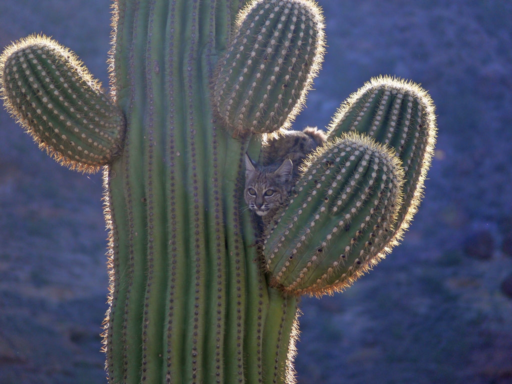 Vegetation Around Las Vegas, Saguaro (Carnegiea gigantea)