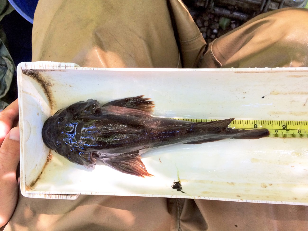 Sculpin in a measuring tray showing it to be over 8 inches in length.