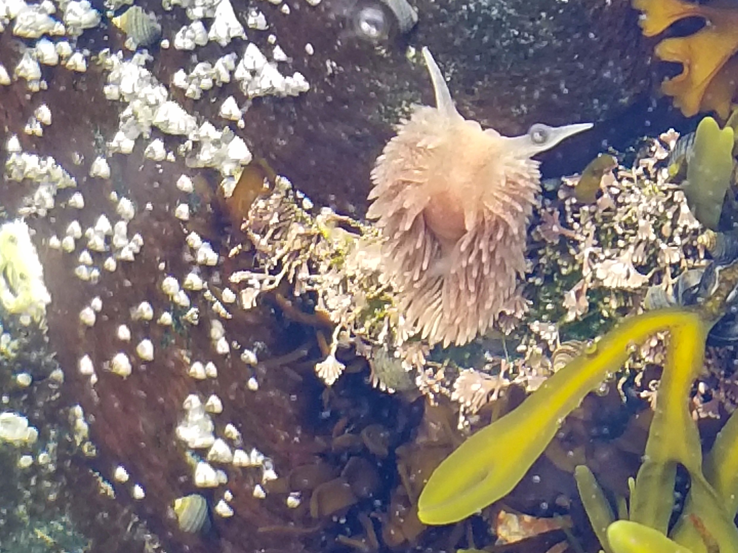 The Life of a Tide Pool in Acadia (U.S. National Park Service)