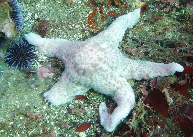 A sea star showing signs of wasting disease