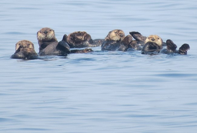 A raft of 5 sea otters float in the ocean.