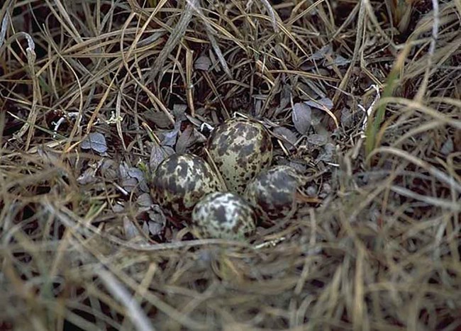 A well-camouflaged shorebird nest on the tundra.