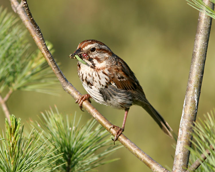 Bird Pollinator Wildlife Habitat Not Just For National Parks Anymore U S National Park Service