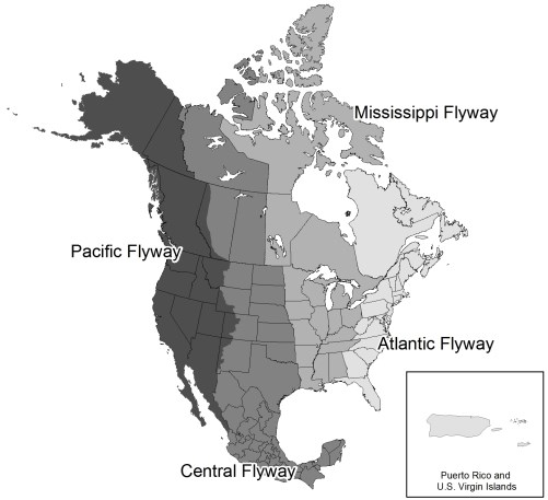 a map depicting the major migration flyways in the United States