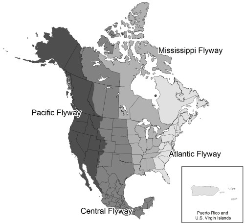 Bird Migration Flyways a map depicting the major migration flyways in the United States