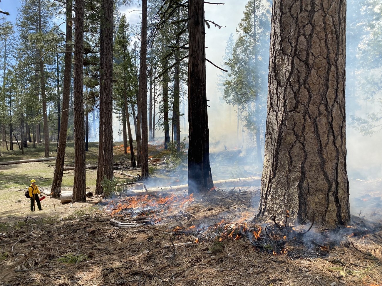 Photo of a prescribed burn in a location with fairly widely spaced, tall trees. A member of the fire crew stands near the low flames and smoldering organic material on the ground.