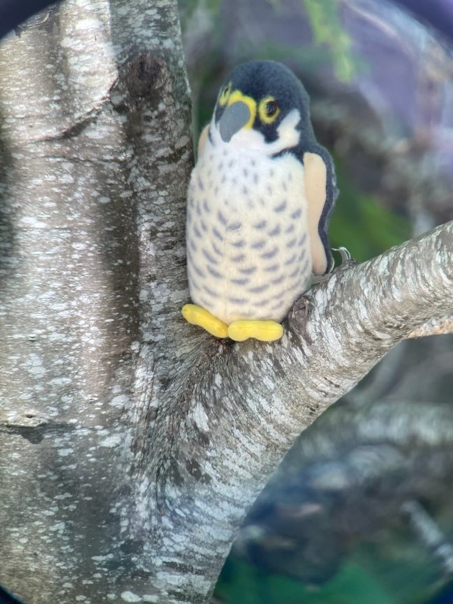 Birds of a feather: Falcons have super fans, friends in Asheville,  Greenville