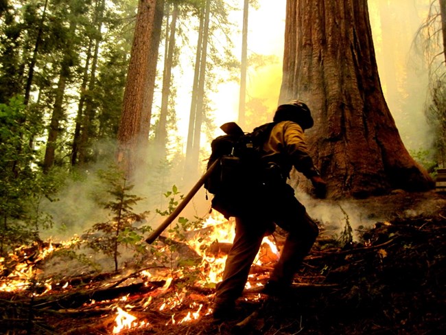 A forest firefighter carries their tools on their back through the giant sequoia forest where they are burning fuel loads.