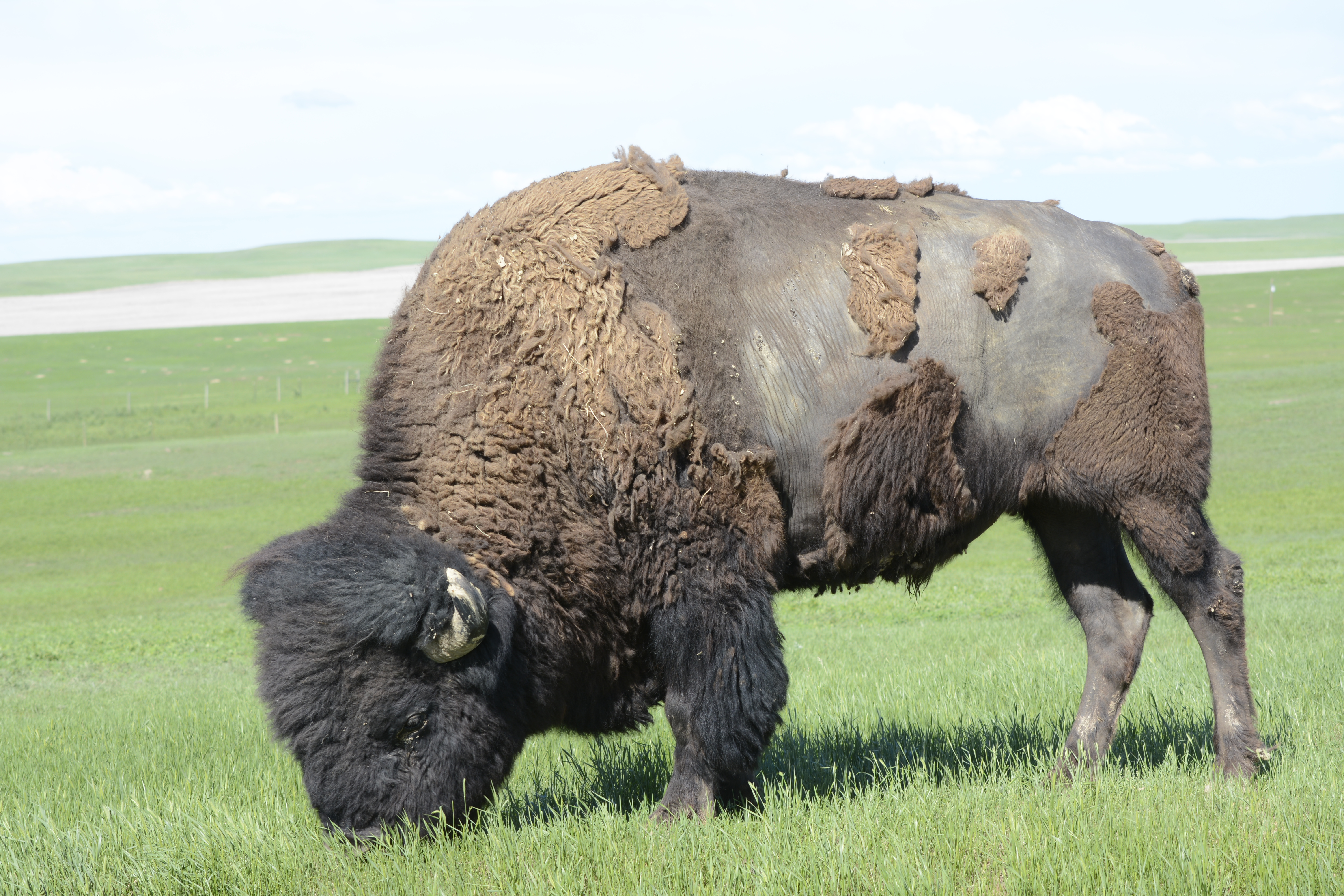is jordskælv fejre Bison, Buffalo, Tatanka: Bovids of the Badlands (U.S. National Park Service)