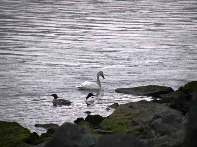 Swan and two smaller birds swim on the edge of a river.