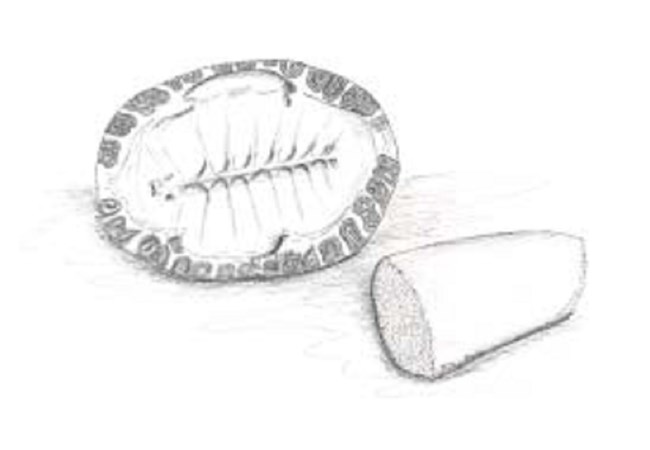 turtle shell and bone paint brush Illustration of the underside of a turtle shell and a cylindrical bone with 1 end shaved flat and the other pointed.