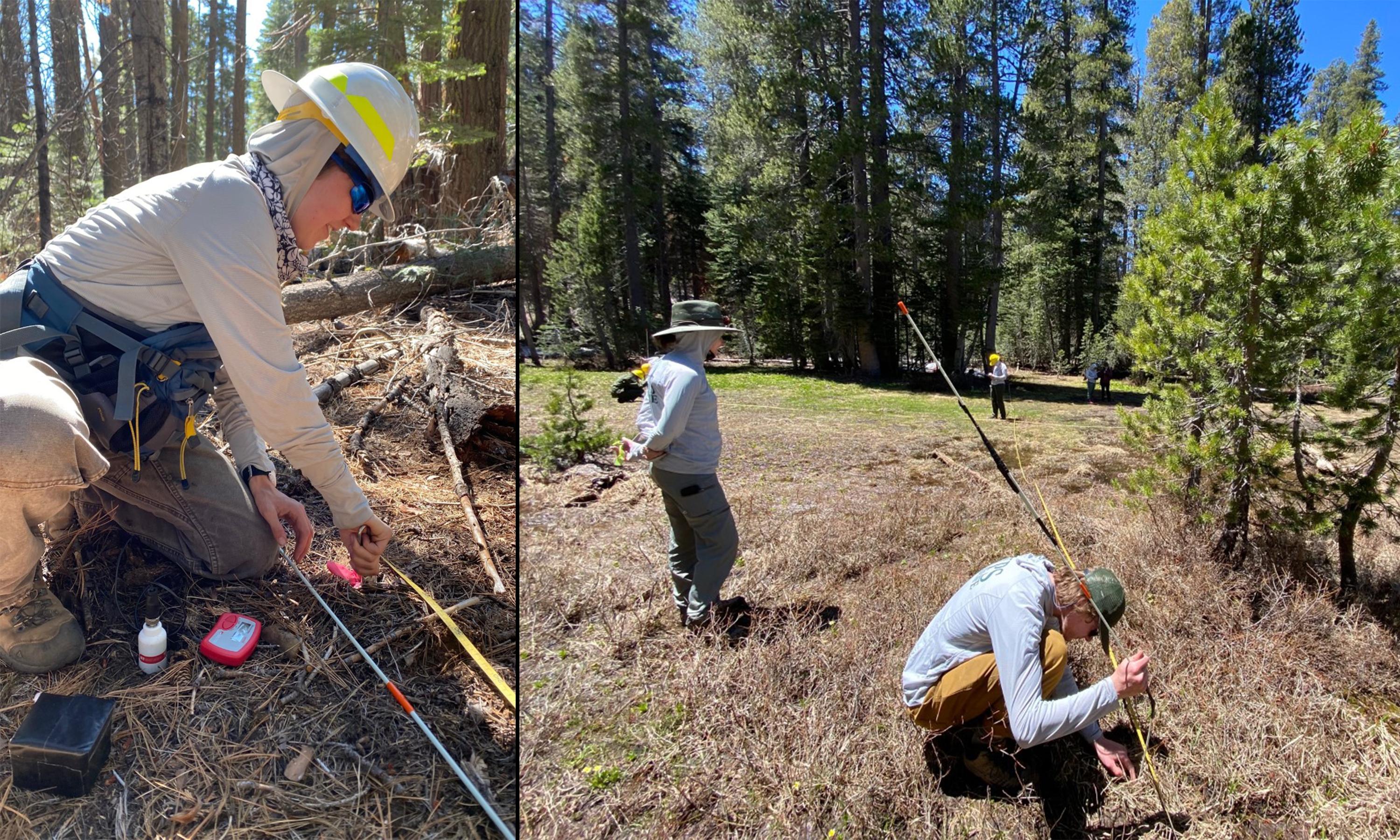 Left: A person wearing field gear and a hard hat takes measurements on the open forest floor. Right: Multiple field personnel take measurements in an open area near a denser forest. A person in the foreground is holding a long pole and measuring something