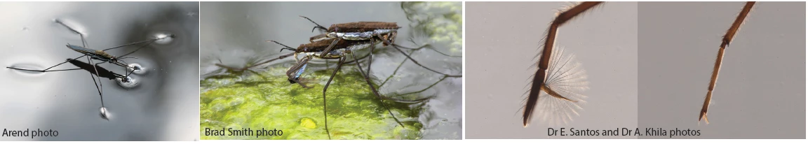 a series of water strider photos a series of water strider photos