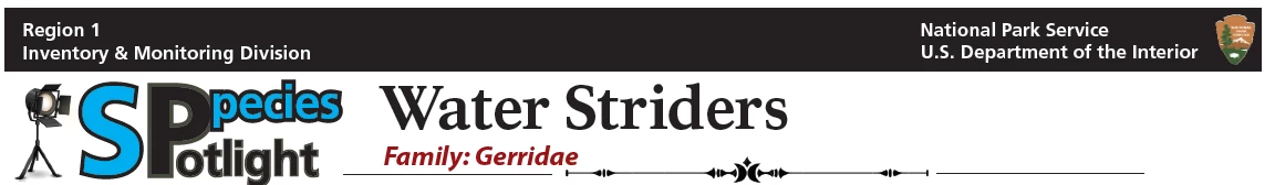 waterStr_title waterStr_title