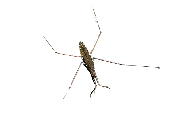 cutout image of a water strider cutout image of a water strider