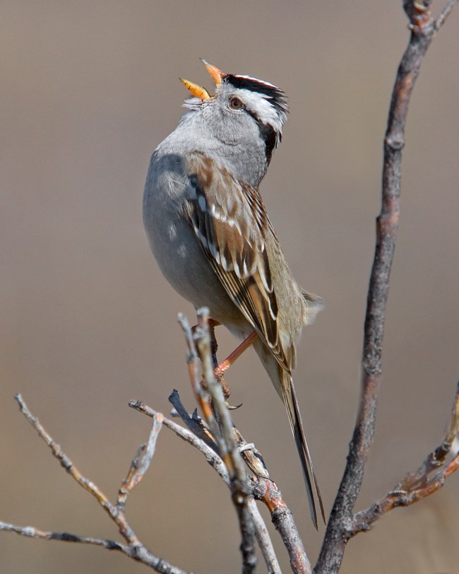 a white crowed sparrow sings while perched on a twig