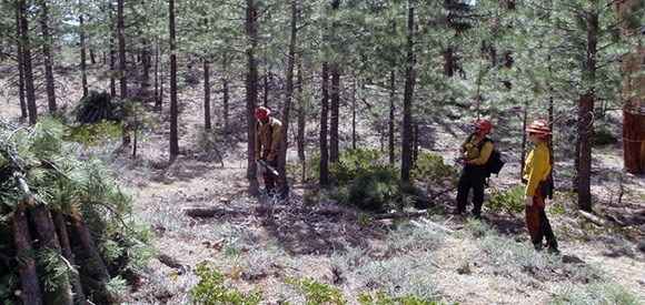 A firefighter with a chainsaw readies to cut a tree while two other firefighters spot nearby.