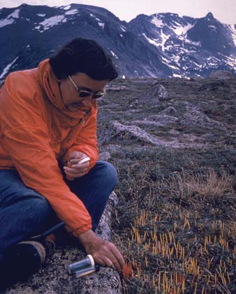 Dr. Willard's Alpine Tundra Research Plots (U.S. National Park