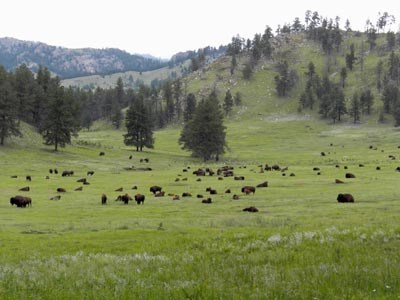 A herd of bison laying across a green meadow, hills and trees in the distance