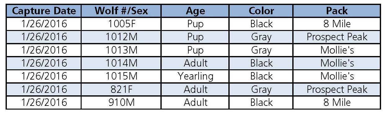 WR 2016 Wolf Capture