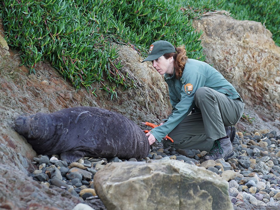 Codde tags a weaned pup during a tag-resight survey.