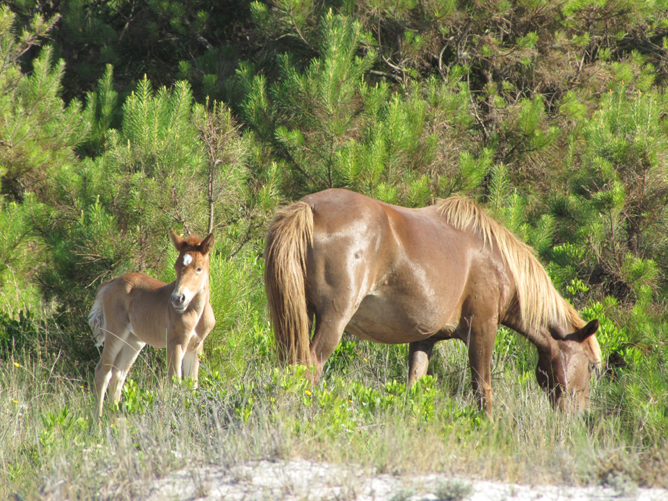 Mare-and-foal_1.jpg?maxwidth\u003d1300\u0026autorotate\u003dfalse