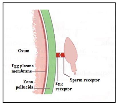 illustration of unaffected horse ovum (egg) without distorted sperm receptor sites