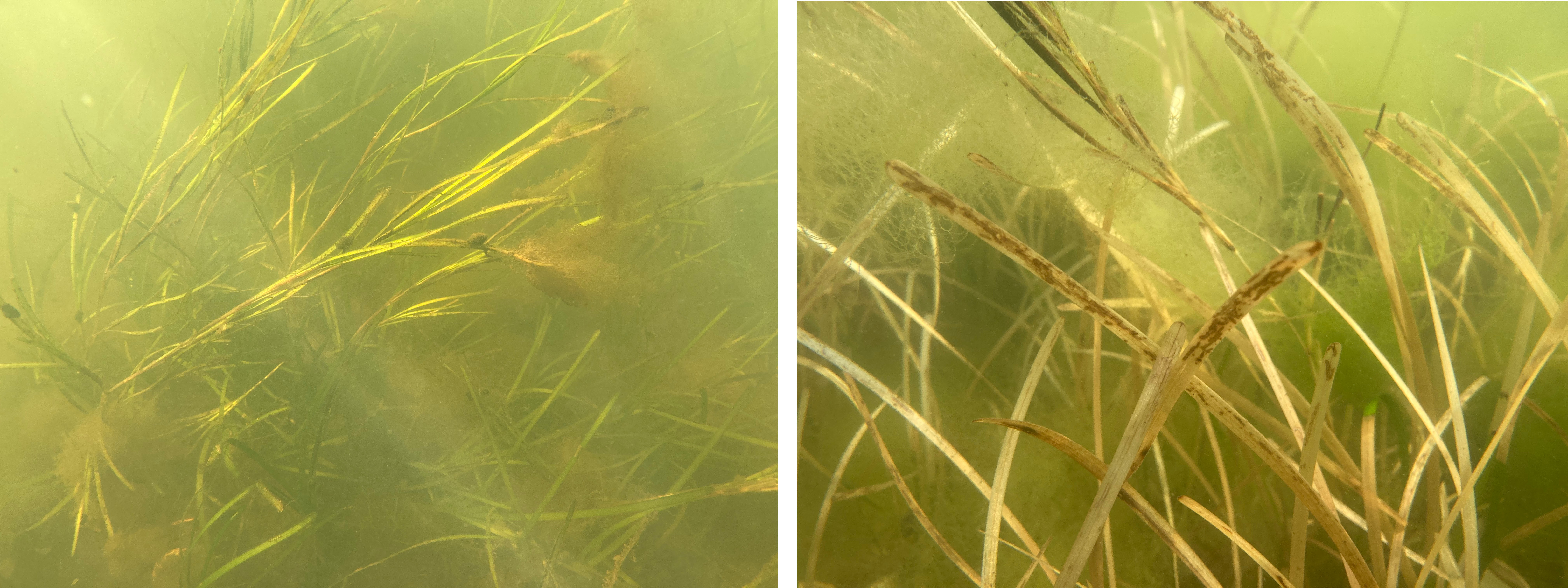 Healthy eelgrass compared to sun-bleached eelgrass