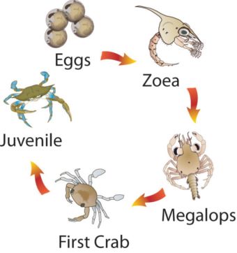 What is the Best Bait for Crabbing? - Chicken Necks, Legs, or