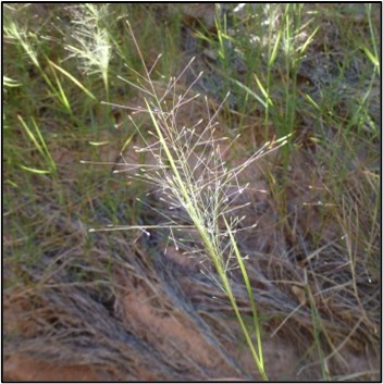 Native Plant Trail Guide (Grasses, Herbs, and Succulents) - Aztec Ruins ...