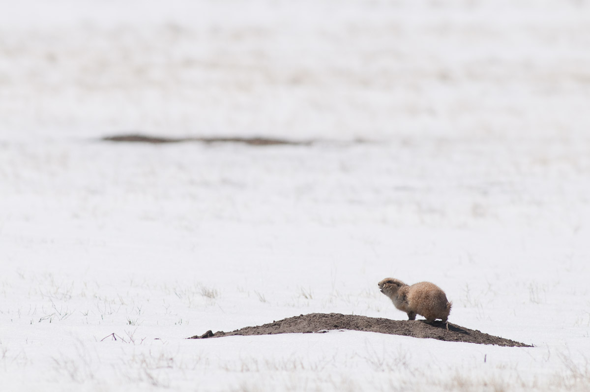 what would happen if prairie dogs went extinct