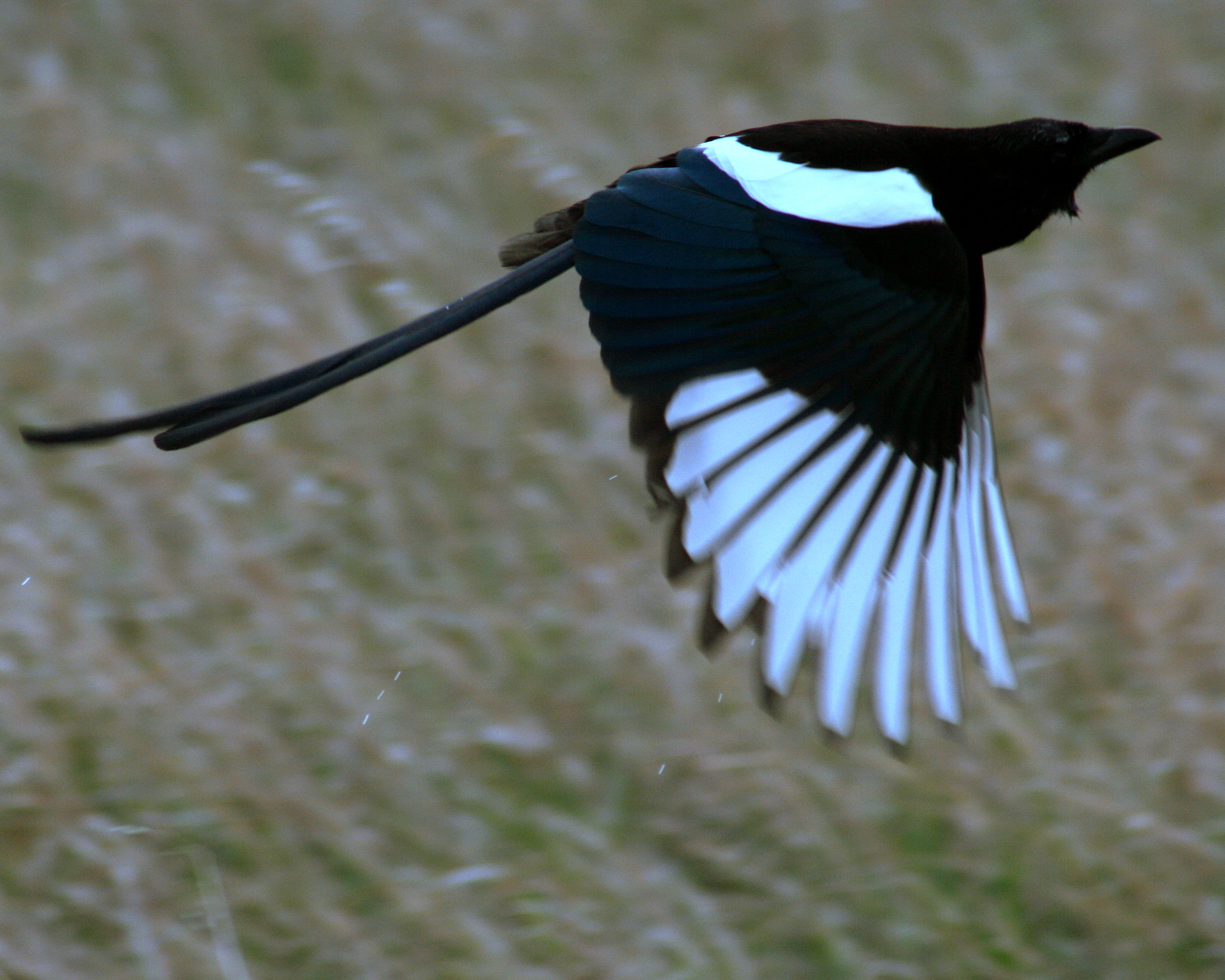 Black-billed magpie in midflight