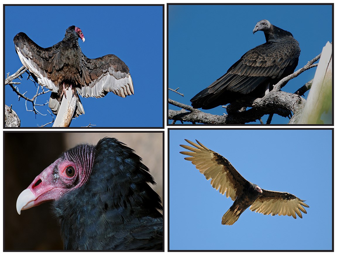 Turkey Vulture Bandelier National Monument U S National Park Service 