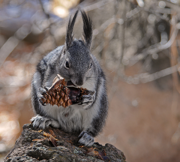 Abert s Squirrel - Bandelier National Monument U.S 