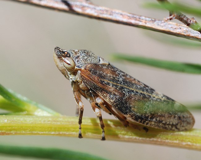 leaf hopper