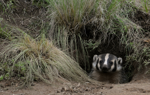 American Badger - Bandelier National Monument (U.S. National Park Service)