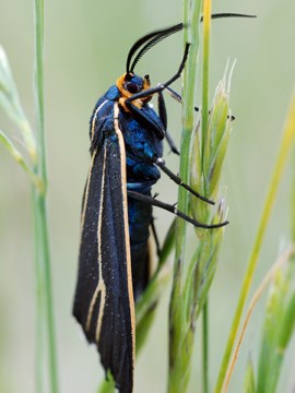 ctenucha cressonana