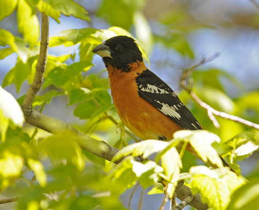 Summer/Migratory Birds - Bandelier National Monument (U.S. National