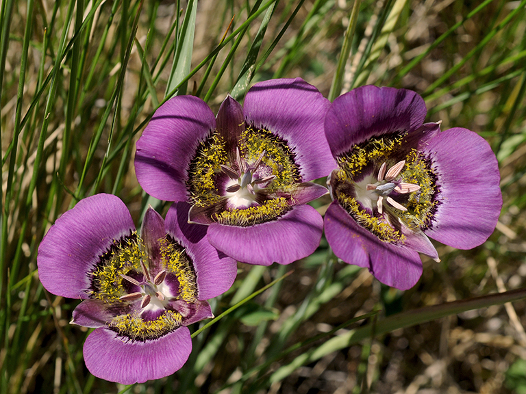 trio of mariposa lilies