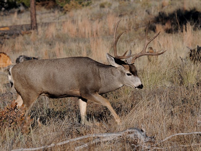 mule deer buck 11