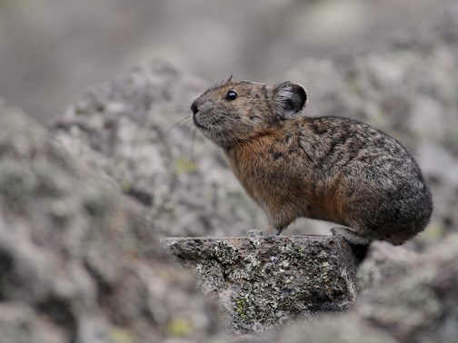 The Mighty American Pika