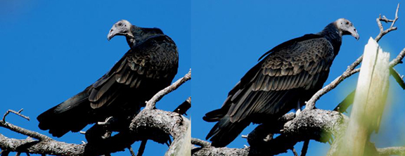 Turkey vultures returning from annual migration - Niagara-on-the-Lake Local