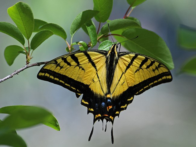 two tailed tiger swallowtail