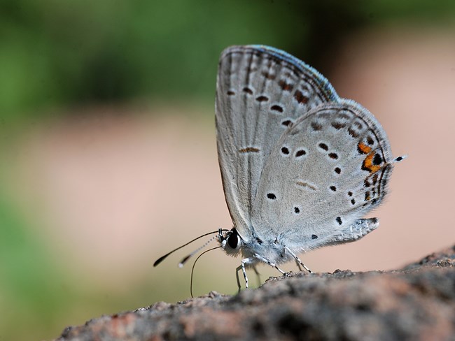 western tailed blue