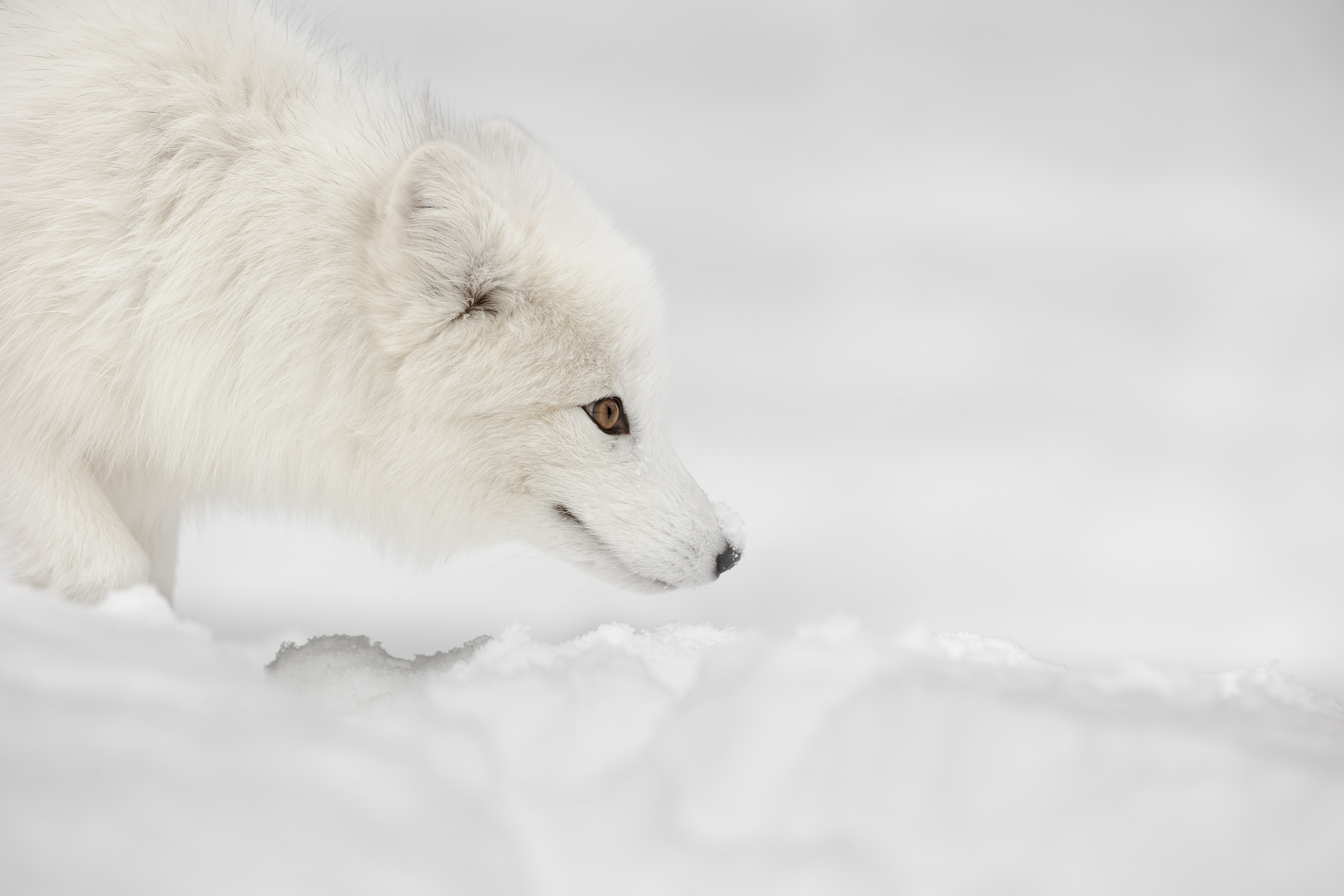 Arctic Animals' Movement Patterns are Shifting in Different Ways