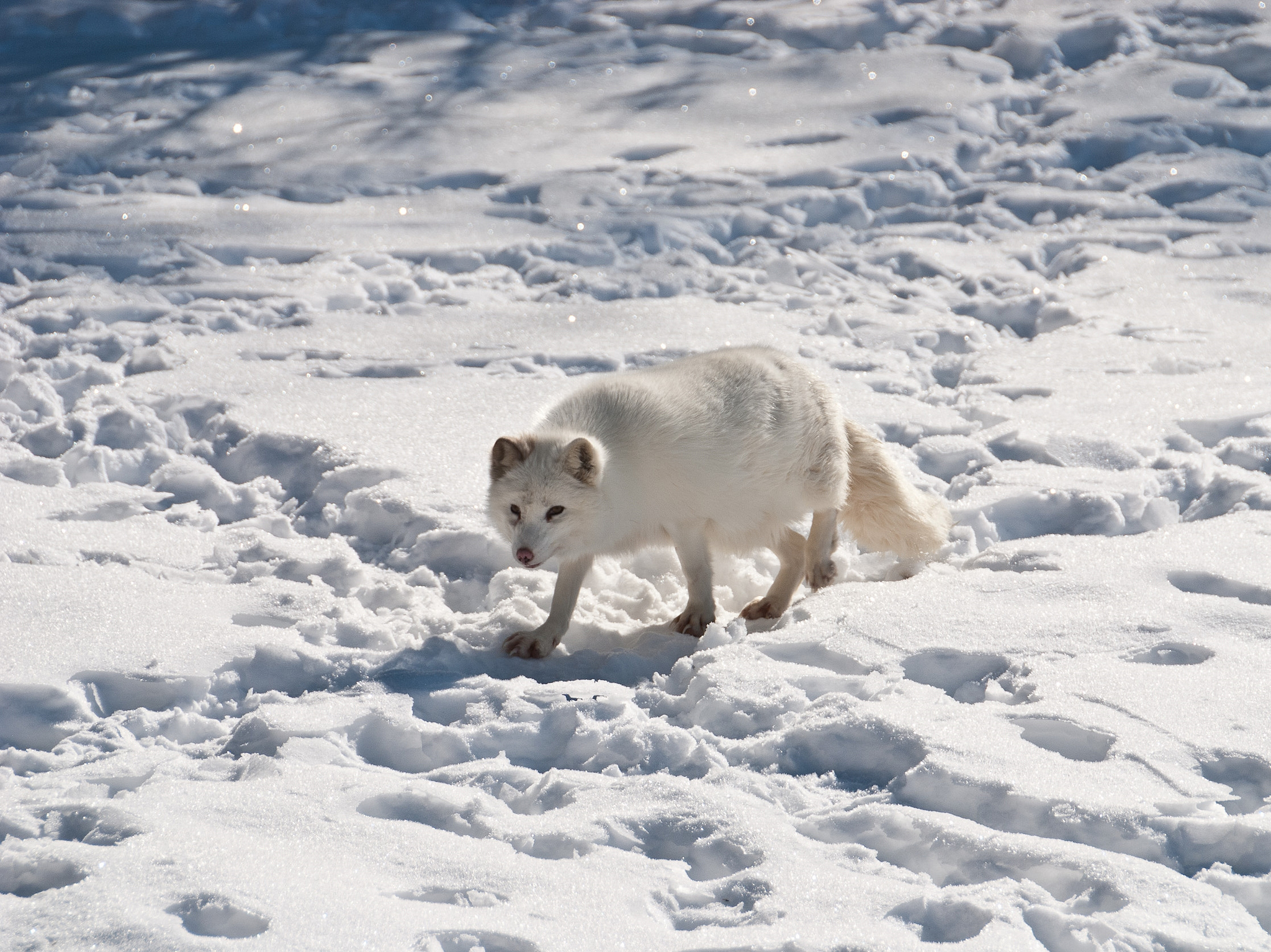 https://www.nps.gov/bela/learn/nature/images/Arctic-Fox.jpg